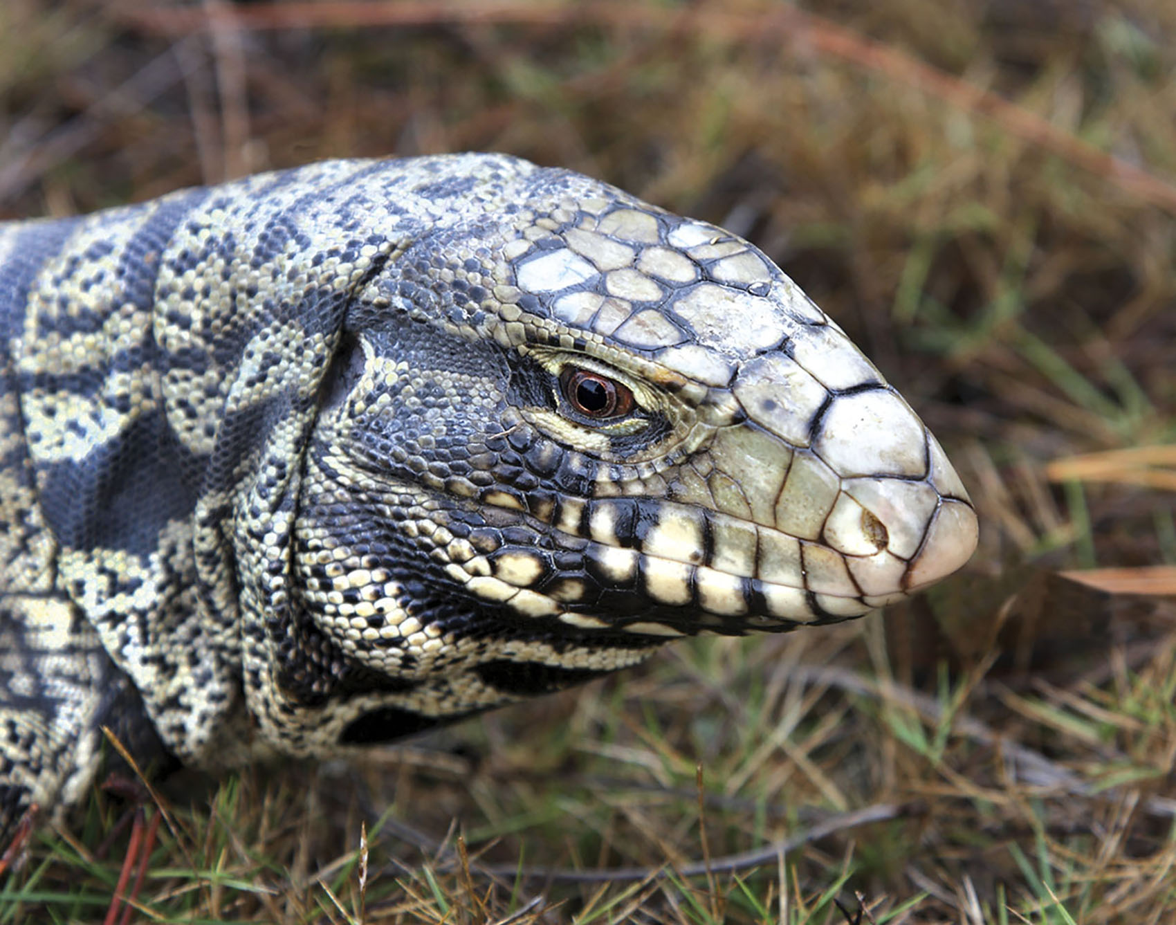 tegu head
