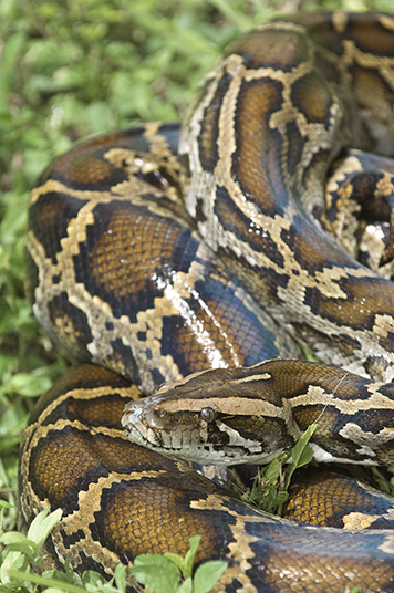 Python photo credit: Pat Lynch/SFWMD